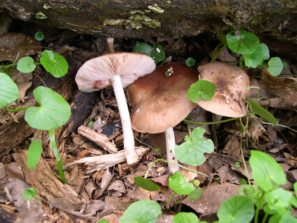 Ritrovamenti uscita del 2 Aprile (Pluteus sp.)
