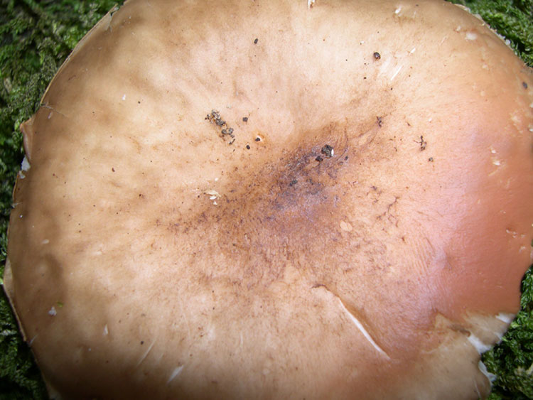 Ritrovamenti uscita del 2 Aprile (Pluteus sp.)