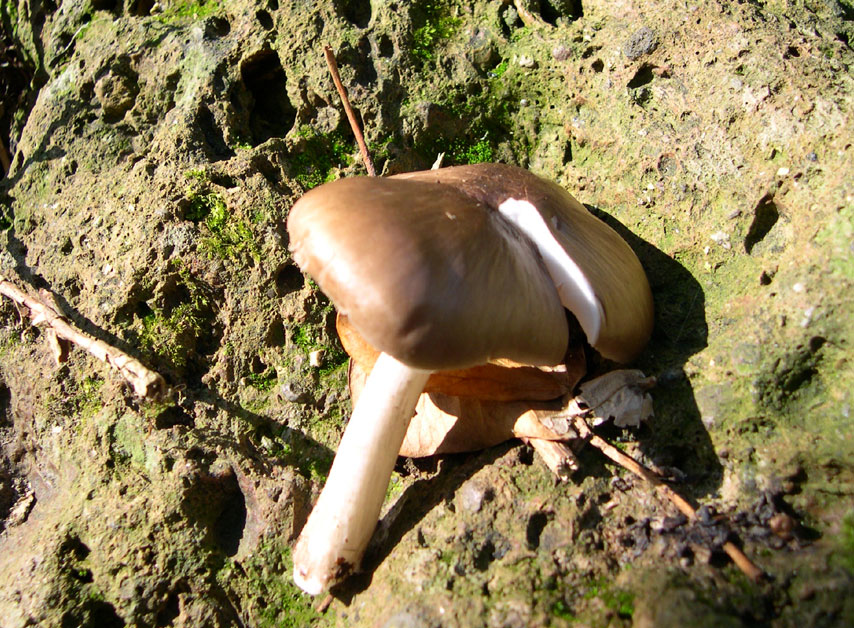 Ritrovamenti uscita del 2 Aprile (Pluteus sp.)