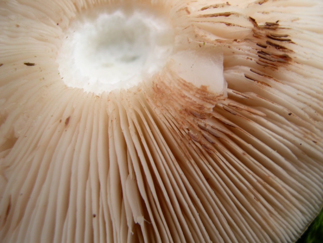 Ritrovamenti uscita del 2 Aprile (Pluteus sp.)