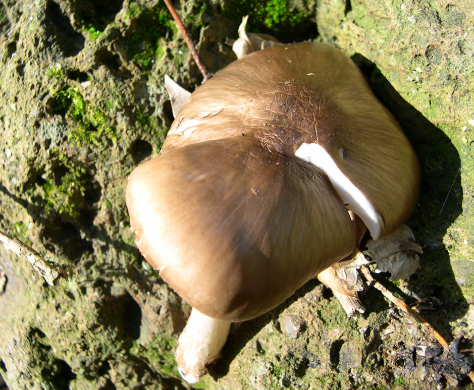 Ritrovamenti uscita del 2 Aprile (Pluteus sp.)