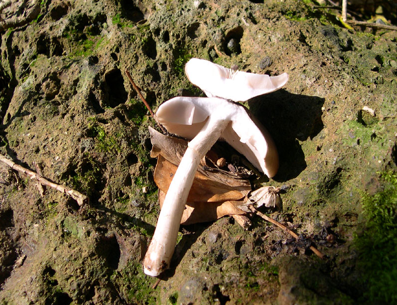Ritrovamenti uscita del 2 Aprile (Pluteus sp.)