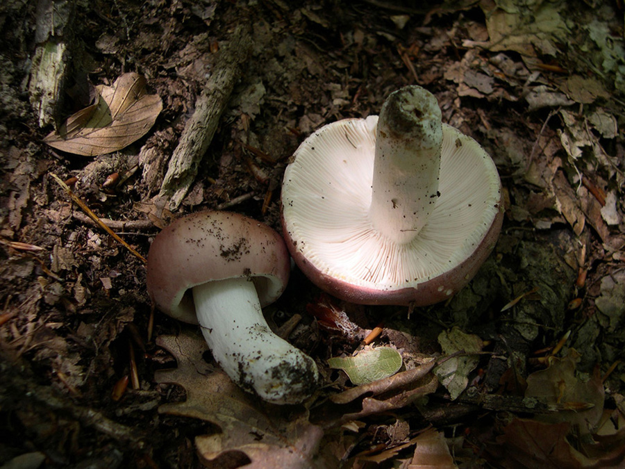 ritrovamenti di ieri - russule e porcini (pochi)