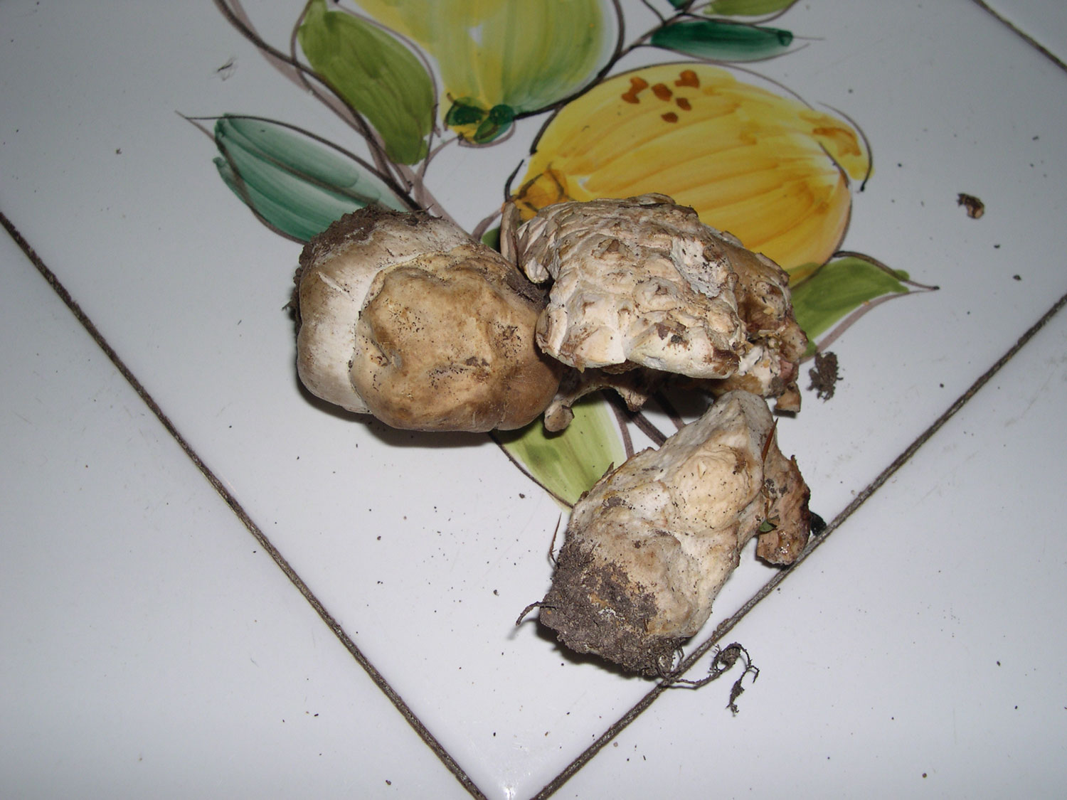 ritrovamenti di ieri - russule e porcini (pochi)