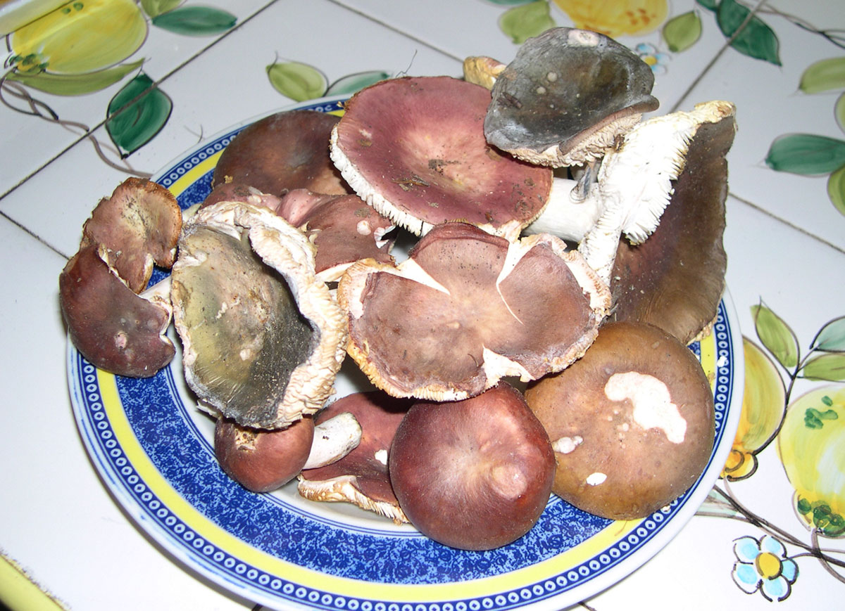 ritrovamenti di ieri - russule e porcini (pochi)
