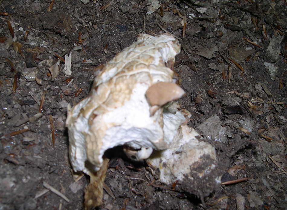 ritrovamenti di ieri - russule e porcini (pochi)