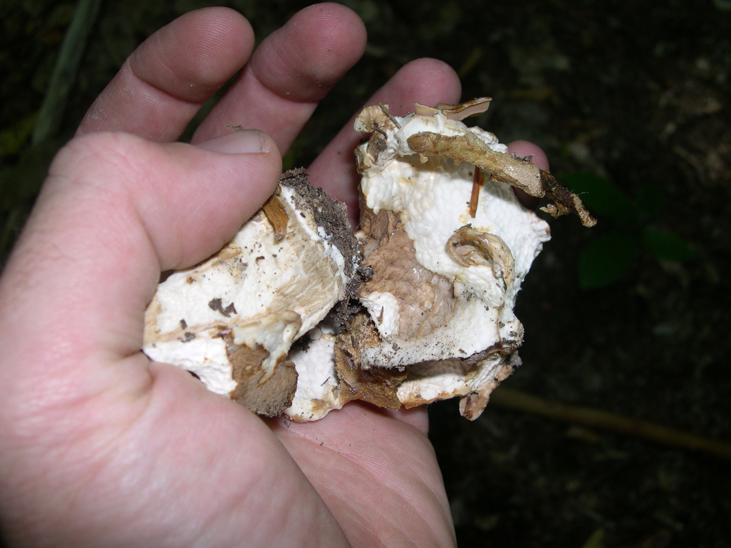 ritrovamenti di ieri - russule e porcini (pochi)