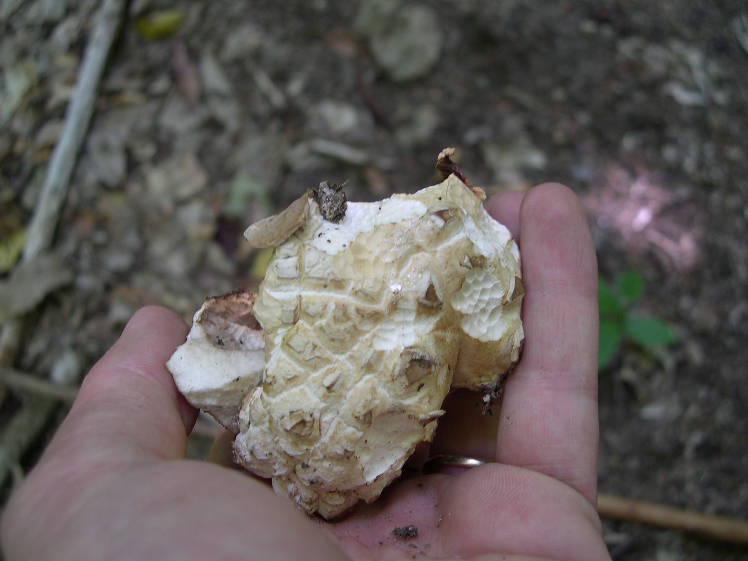 ritrovamenti di ieri - russule e porcini (pochi)