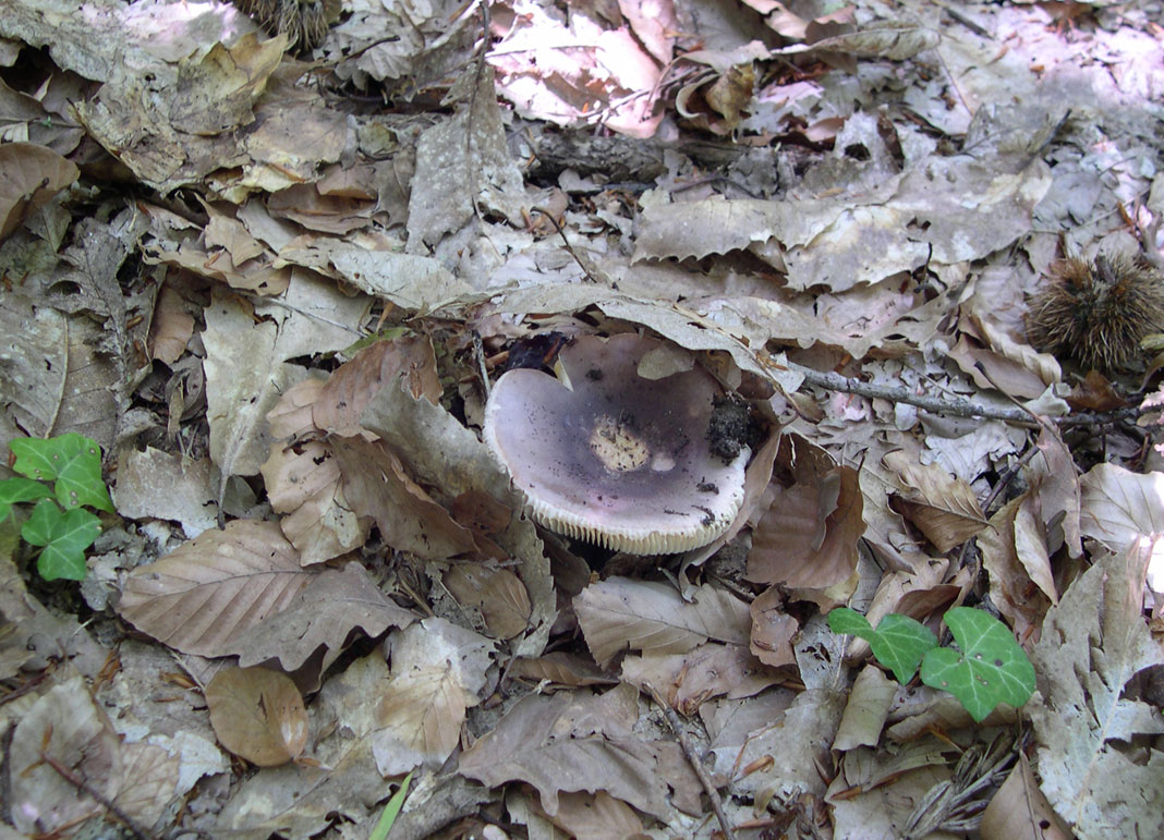 ritrovamenti di ieri - russule e porcini (pochi)