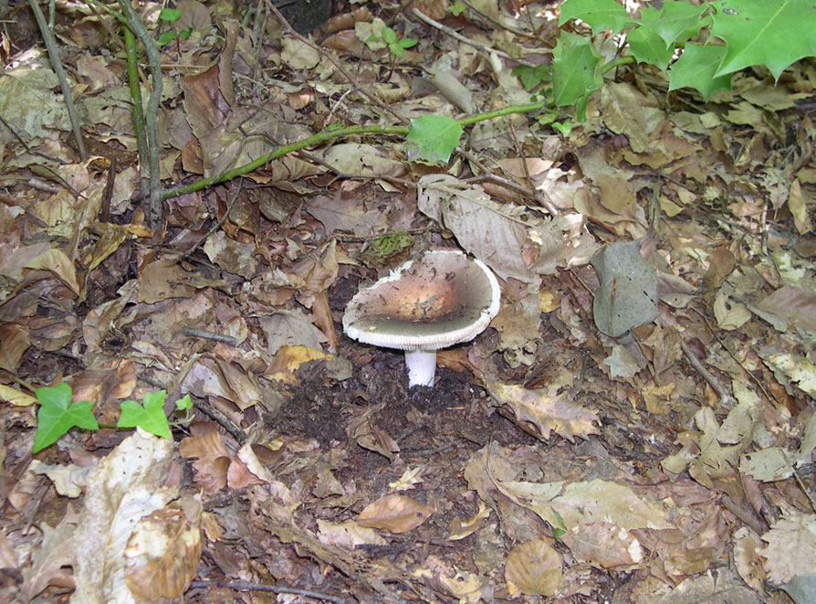 ritrovamenti di ieri - russule e porcini (pochi)