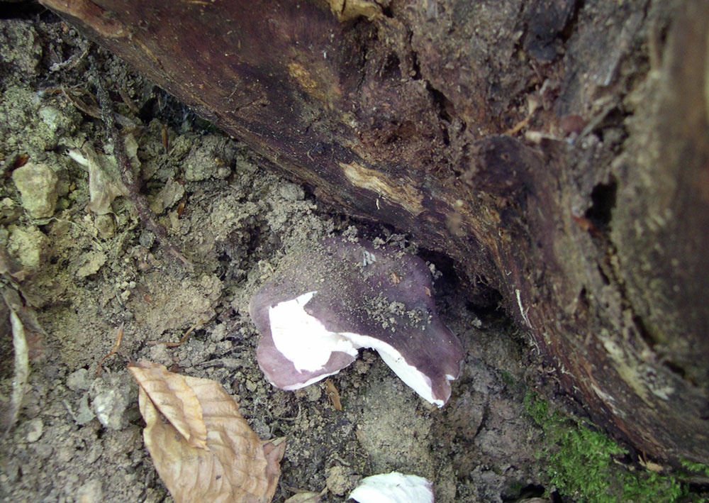 ritrovamenti di ieri - russule e porcini (pochi)