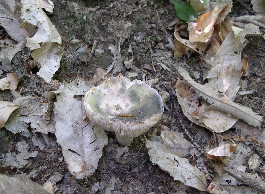 ritrovamenti di ieri - russule e porcini (pochi)
