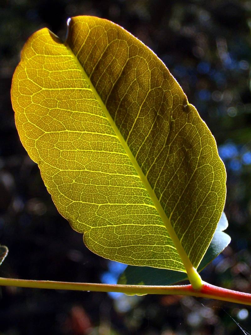 Ceratonia siliqua contro luce