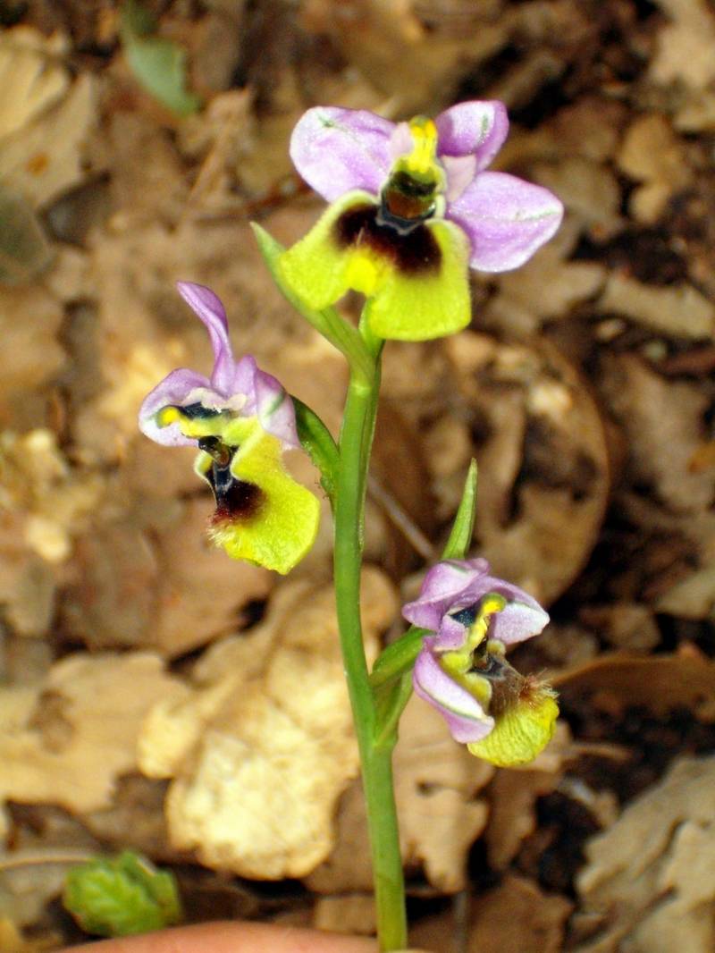 Ophrys tenthredinifera