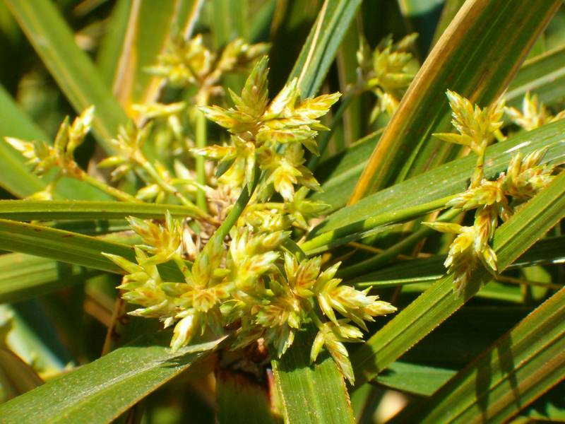 Cyperus papyrus