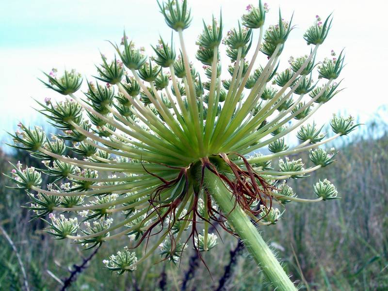 Fiori vari - coltivati e non