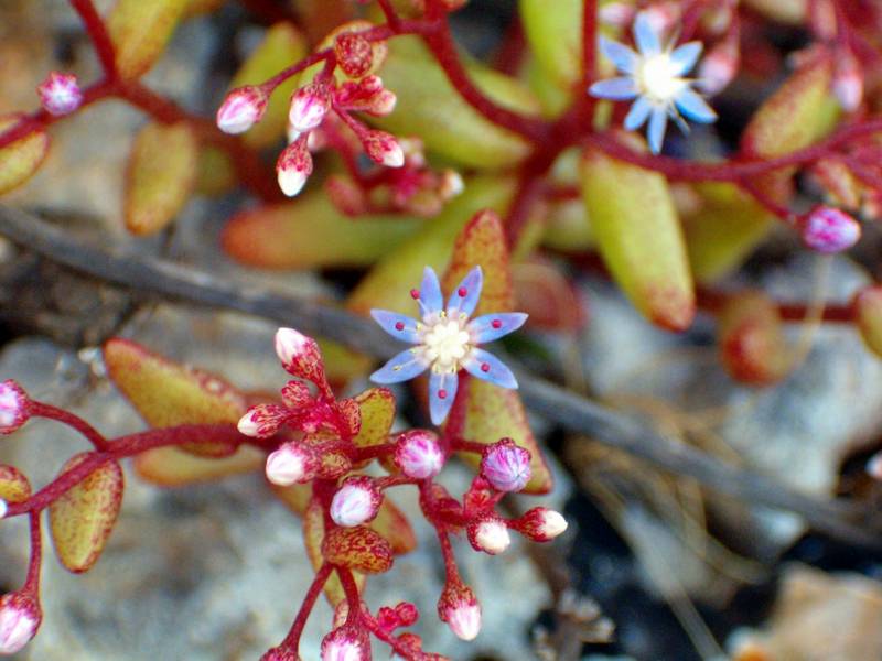 Dianthus, Hiperycum, sedum, polygala, allium