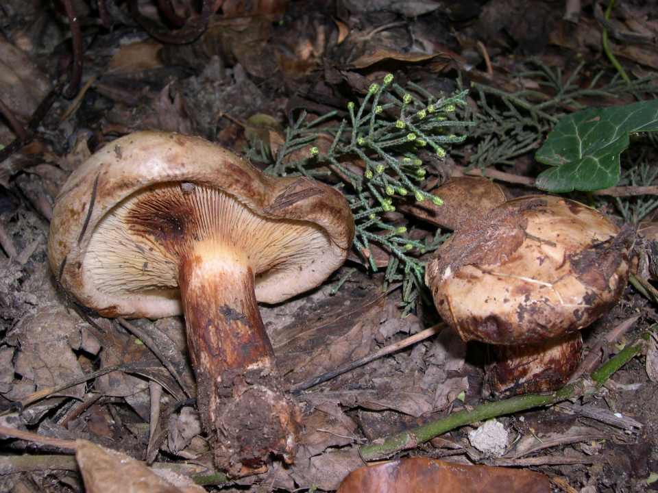 paxillus involutus