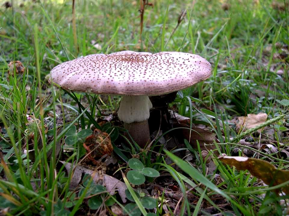 Amanita rubescens