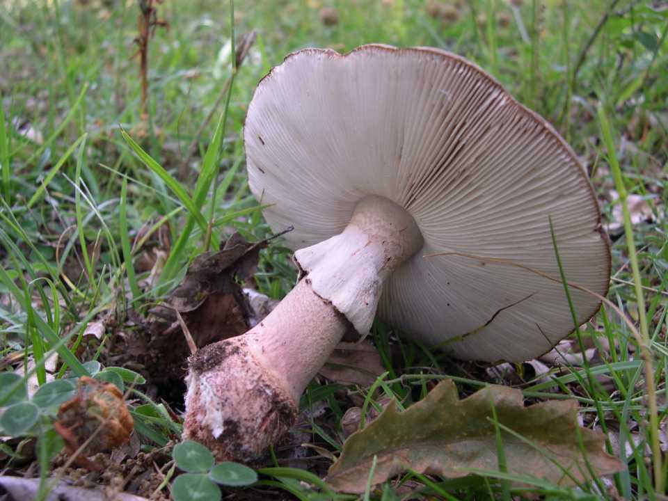 Amanita rubescens