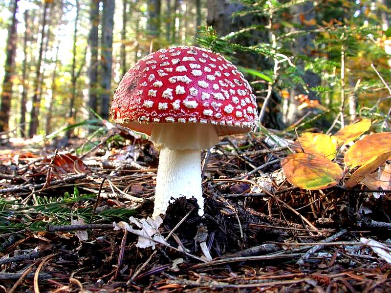 Amanita muscaria