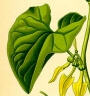 Arum italicum?