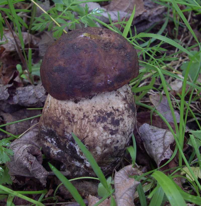 La terra dei miracoli si sveglia.Porcini..........