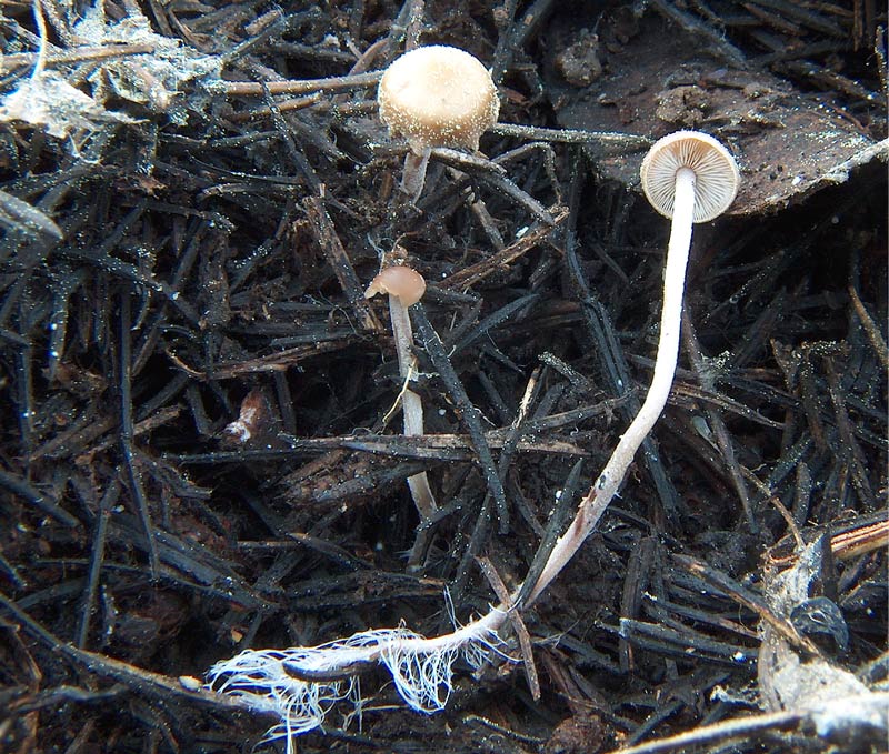 Dedicate al mio amico Verna (Mycena da determinare)