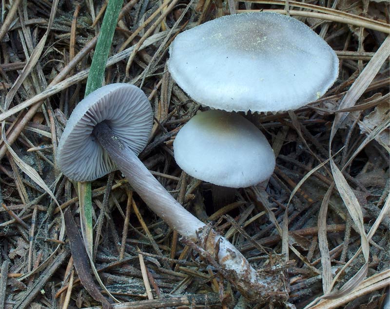 Dedicate al mio amico Verna (Mycena da determinare)