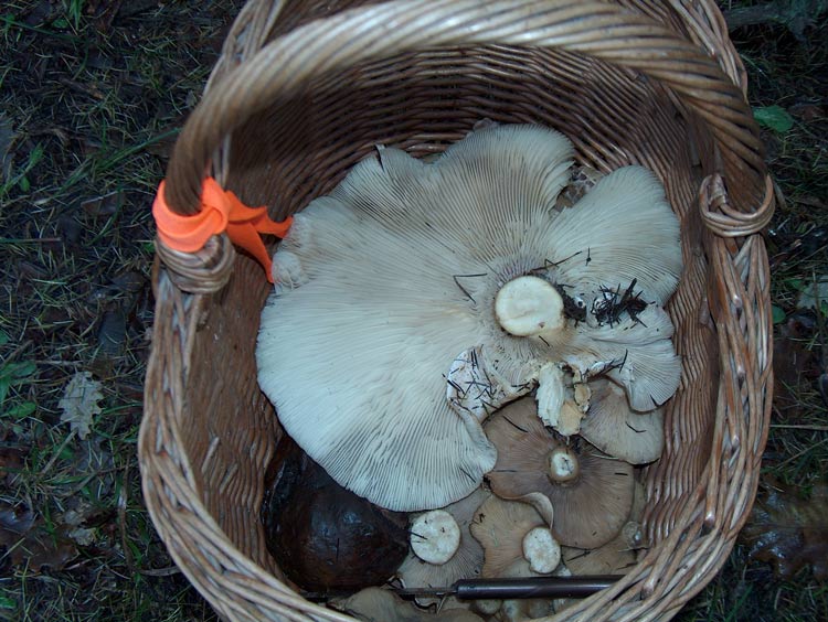 Clitocybe maxima