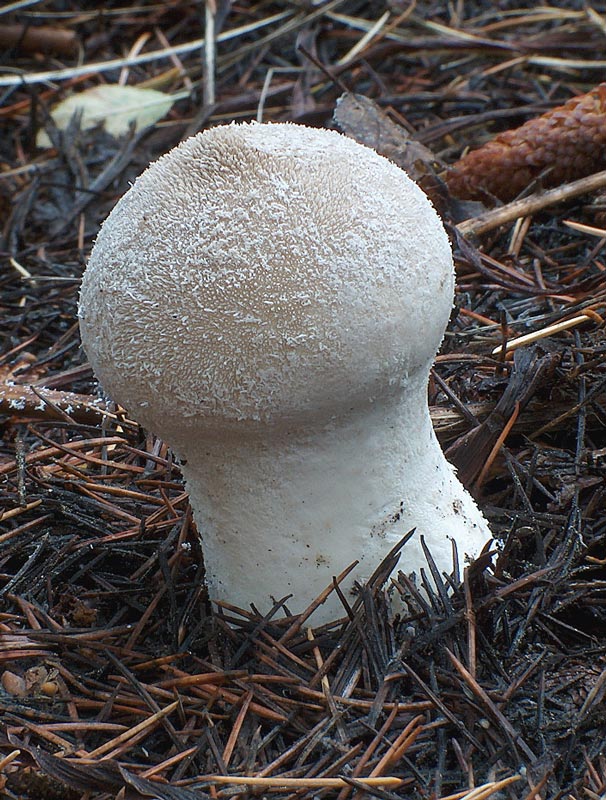Lycoperdaceae.