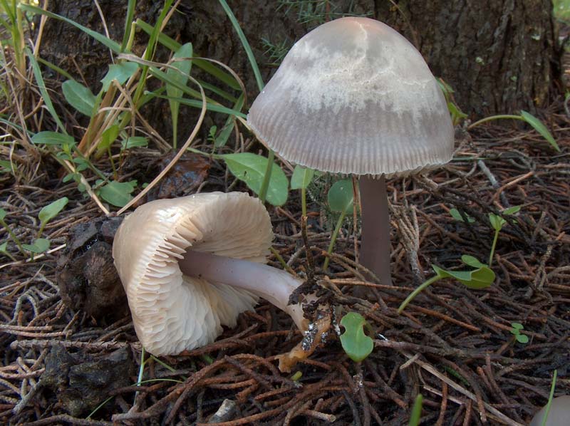 Mycena pura. Scheda fotografica