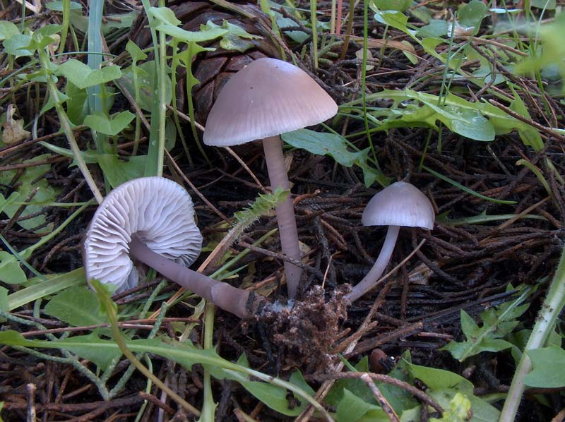 Mycena pura. Scheda fotografica