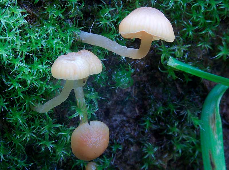 Galerina laevis