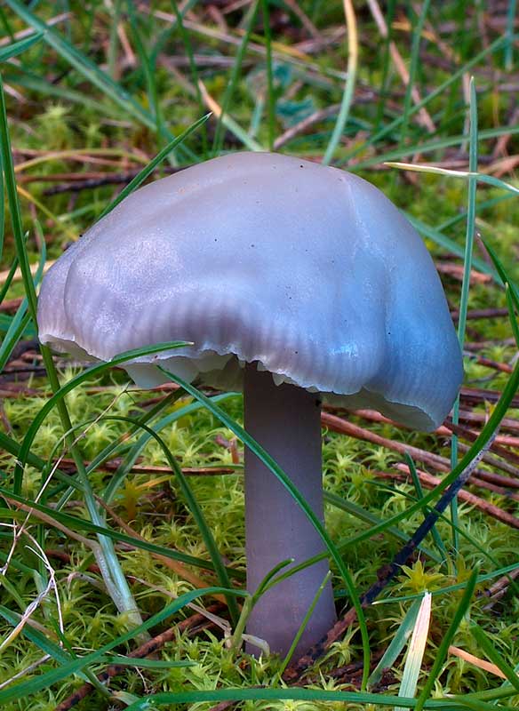 Mycena pura. Scheda fotografica