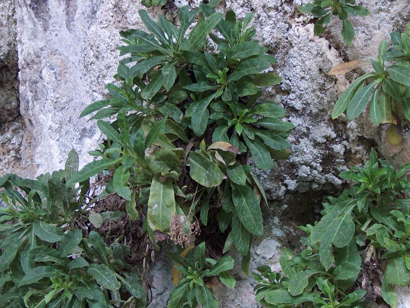 Trachelium lanceolatum