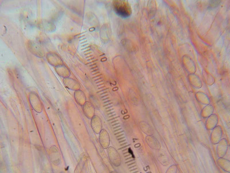 I Caratteri microscopici delle Pezizales