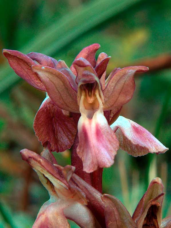 Orchis collina