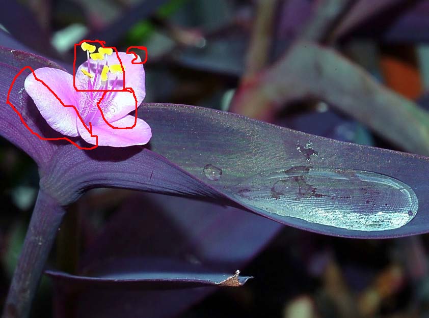 Gara fotografica