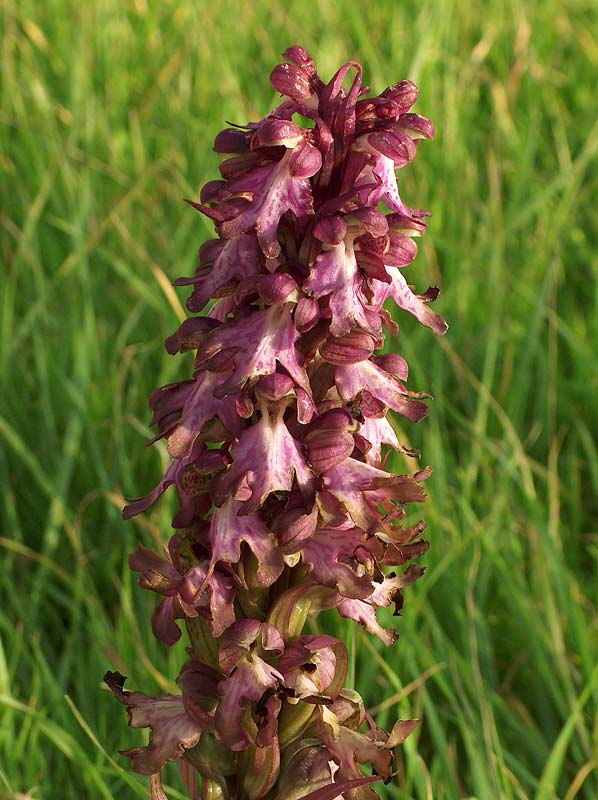 Barlia robertiana