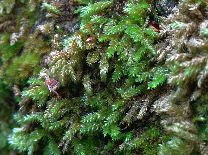 Muschio Leucobryum glaucum?