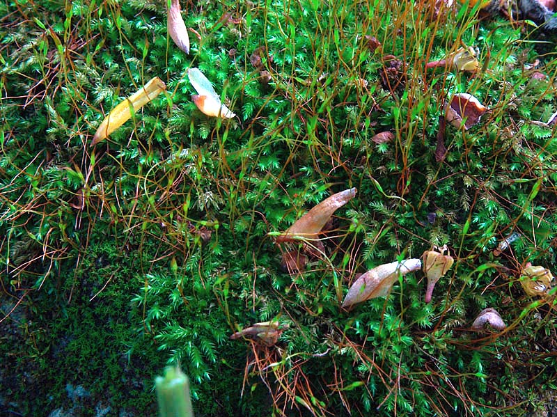 Muschio Leucobryum glaucum?