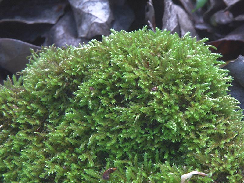 Muschio Leucobryum glaucum?