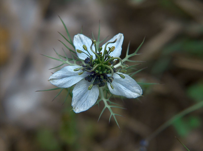 Nigella damascena