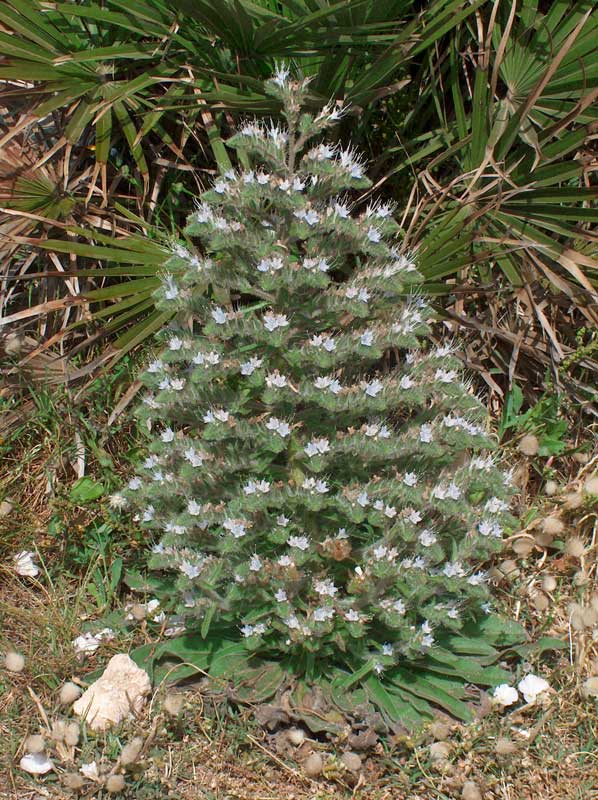 Echium italicum