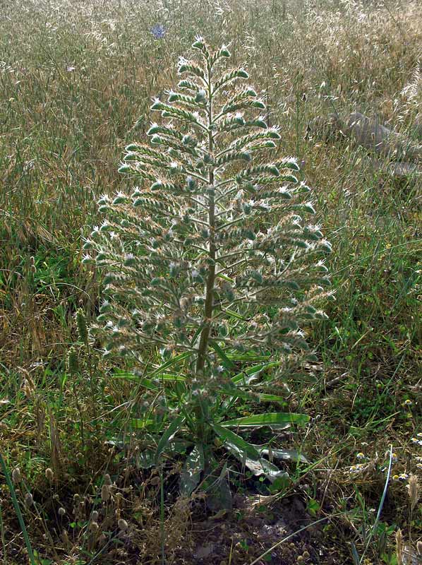 Echium italicum