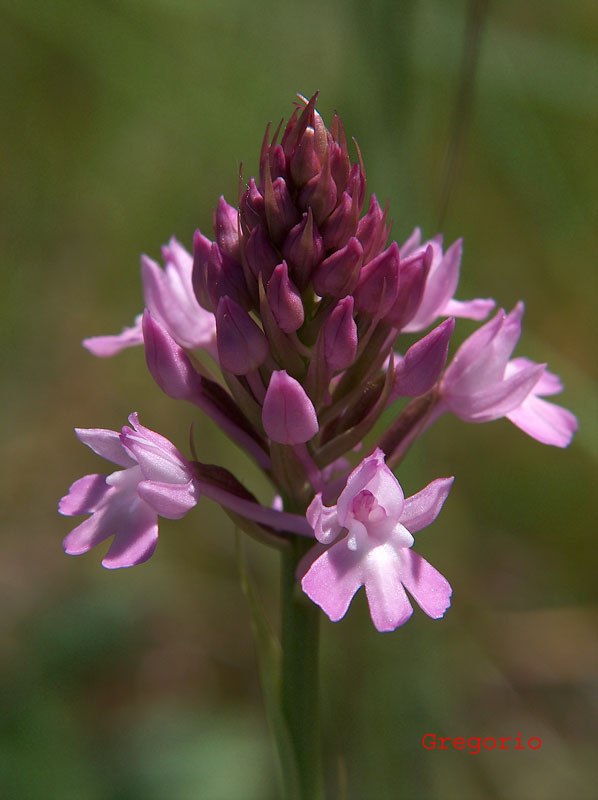 Anacamptis pyramidalis / Orchidea piramidale