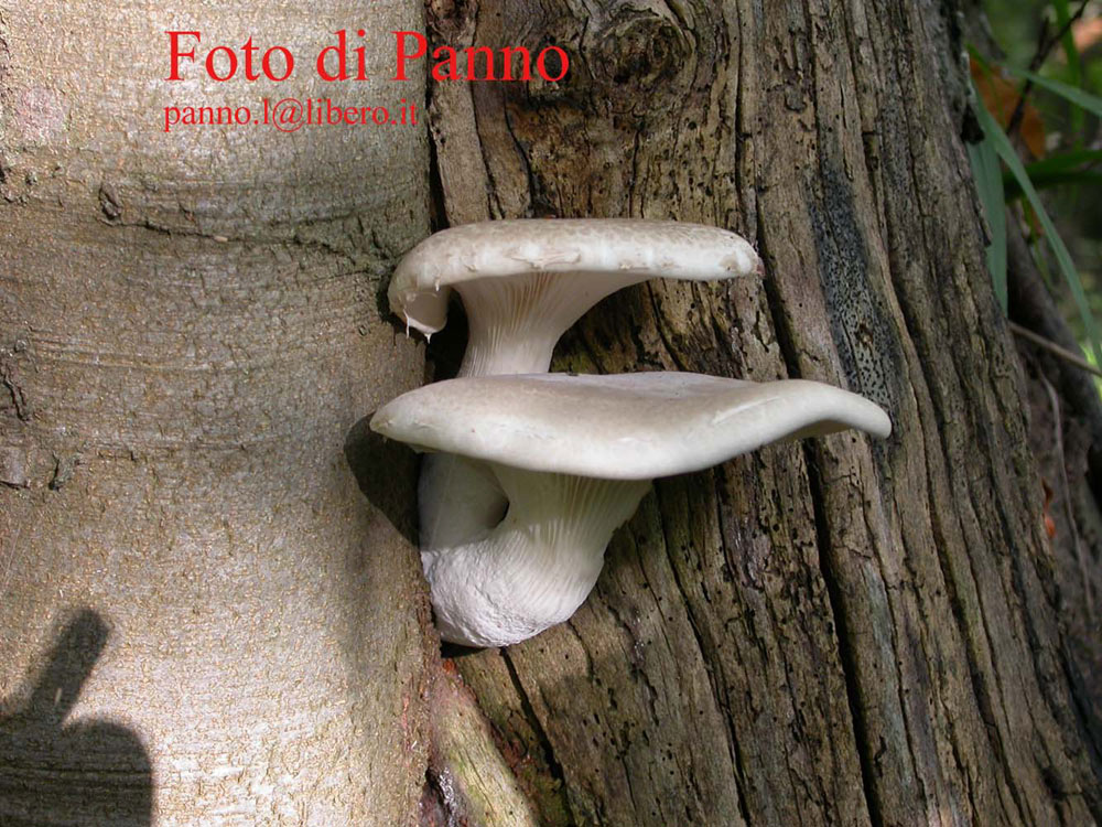Pleurotus.