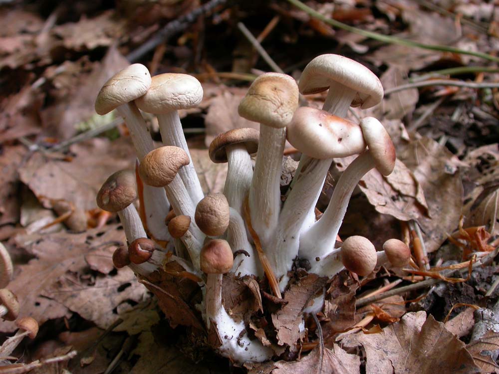 Di che si tratta? (cfr. Gymnopus confluens)