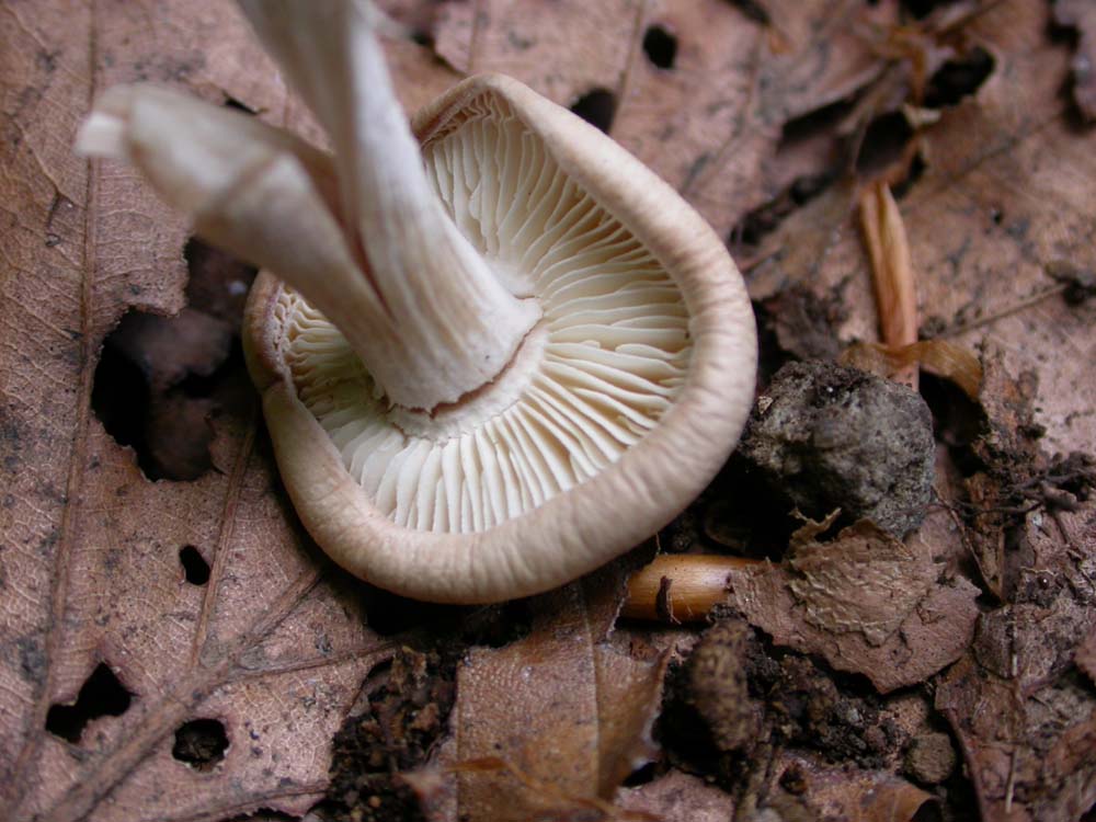 Di che si tratta? (cfr. Gymnopus confluens)